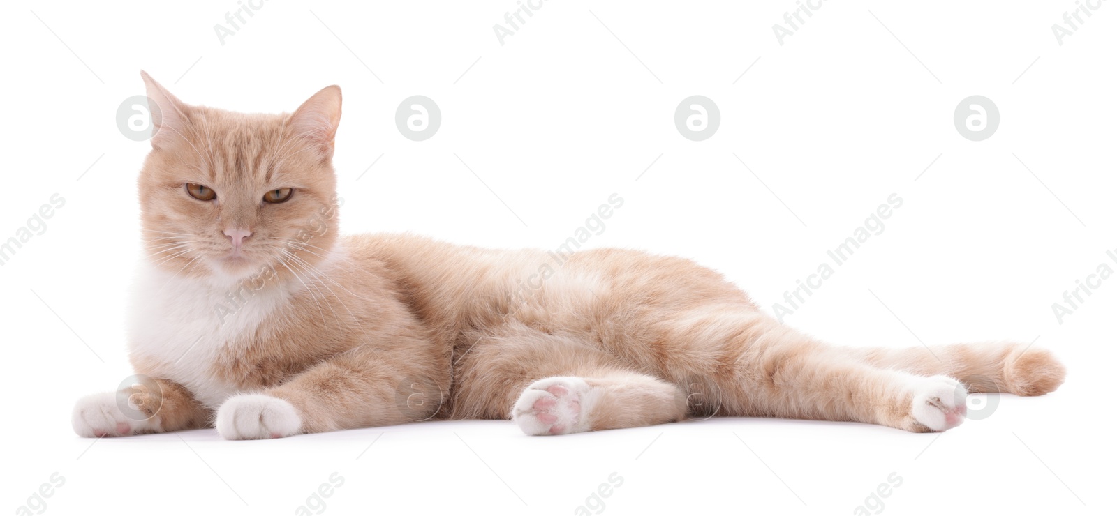 Adorable ginger cat on white background. Cute animal Photo of Adorable ginger cat on white background. Cute animal