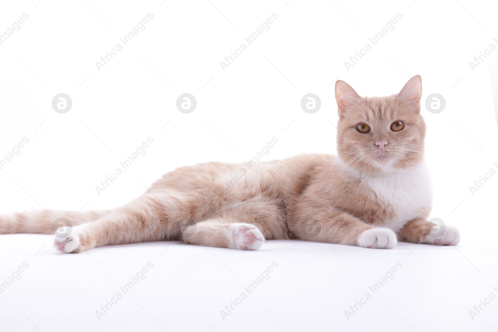 Photo of Adorable ginger cat on white background. Cute animal