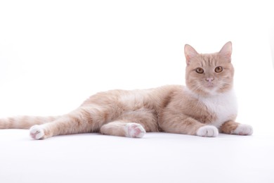Photo of Adorable ginger cat on white background. Cute animal
