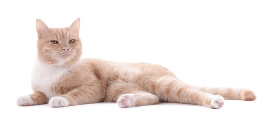 Photo of Adorable ginger cat on white background. Cute animal