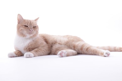 Photo of Adorable ginger cat on white background. Cute animal