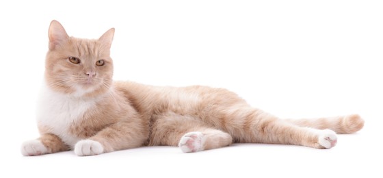 Photo of Adorable ginger cat on white background. Cute animal