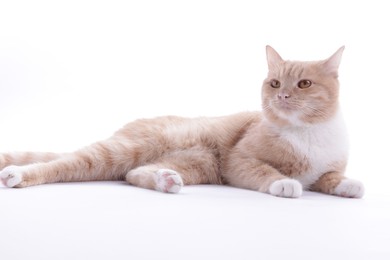 Photo of Adorable ginger cat on white background. Cute animal