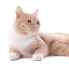 Photo of Adorable ginger cat on white background. Cute animal