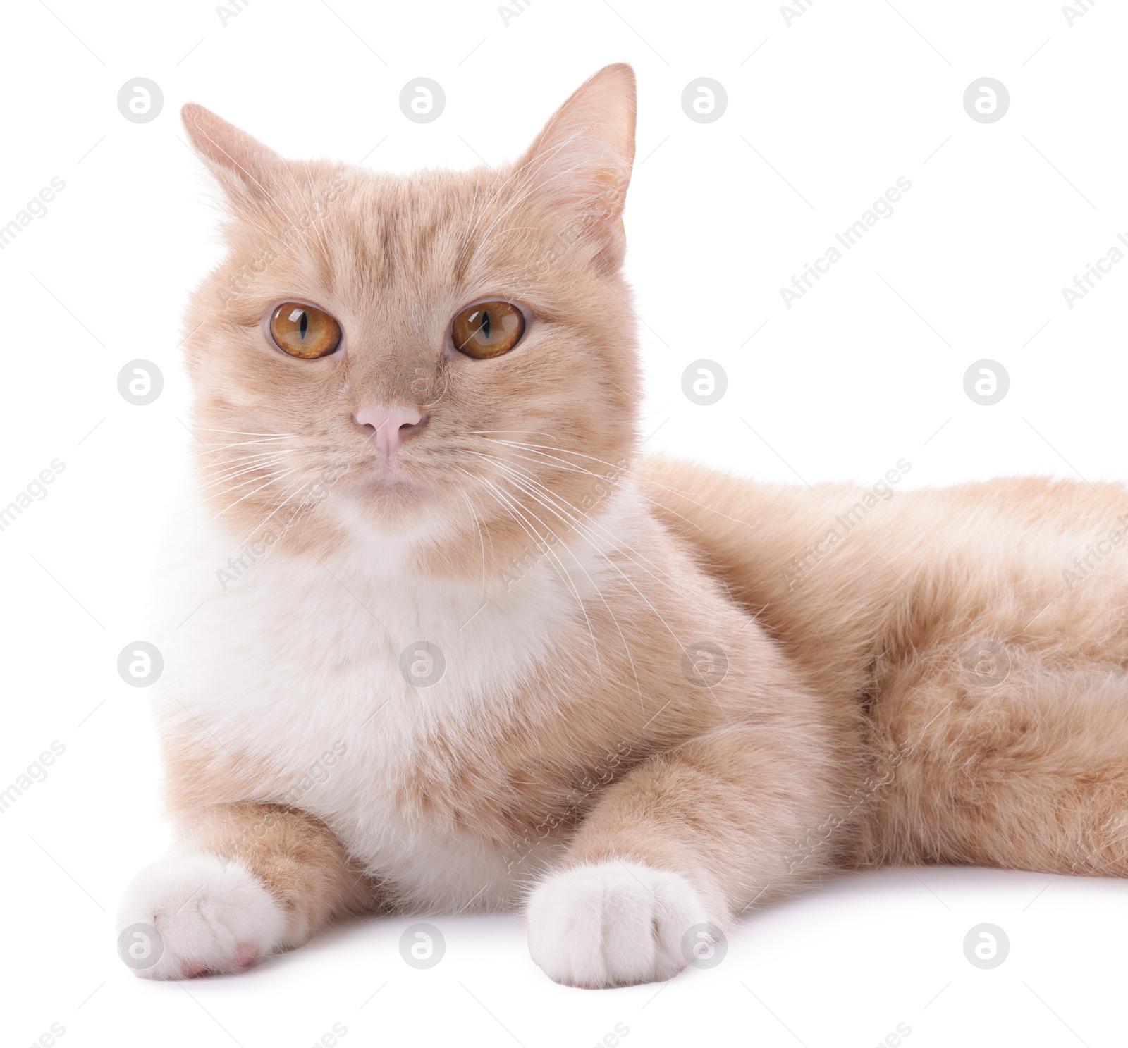 Photo of Adorable ginger cat on white background. Cute animal