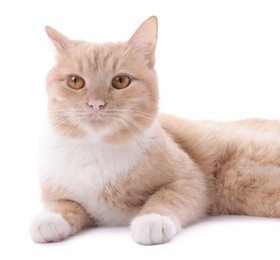 Photo of Adorable ginger cat on white background. Cute animal