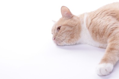 Photo of Adorable ginger cat resting on white background. Space for text