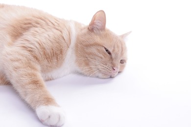 Photo of Adorable ginger cat resting on white background. Space for text
