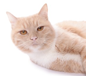 Photo of Portrait of adorable ginger cat on white background, closeup