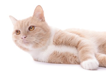 Photo of Adorable ginger cat resting on white background