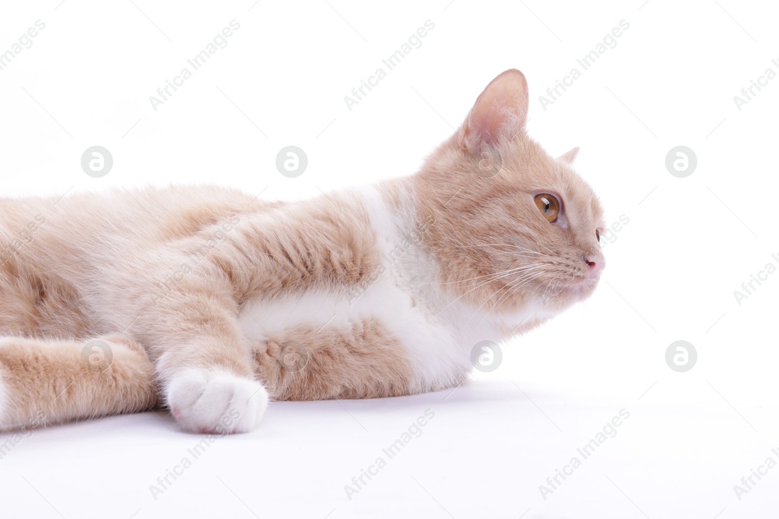 Photo of Adorable ginger cat resting on white background