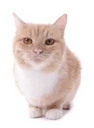 Photo of Adorable ginger cat on white background. Cute animal