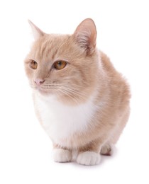 Photo of Adorable ginger cat on white background. Cute animal