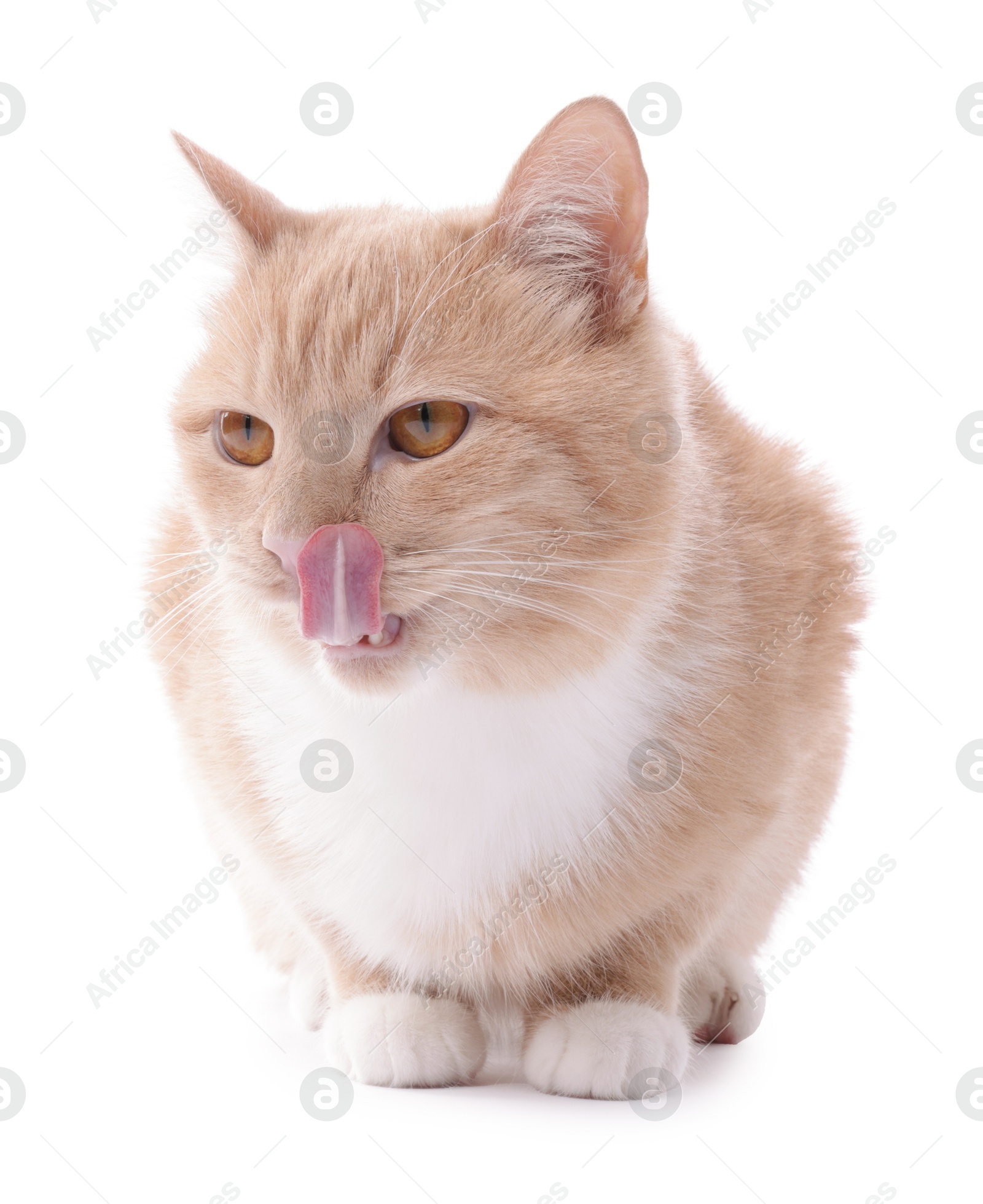 Adorable ginger cat on white background. Cute animal Photo of Adorable ginger cat on white background. Cute animal