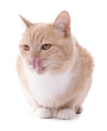 Photo of Adorable ginger cat on white background. Cute animal