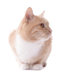 Photo of Adorable ginger cat on white background. Cute animal