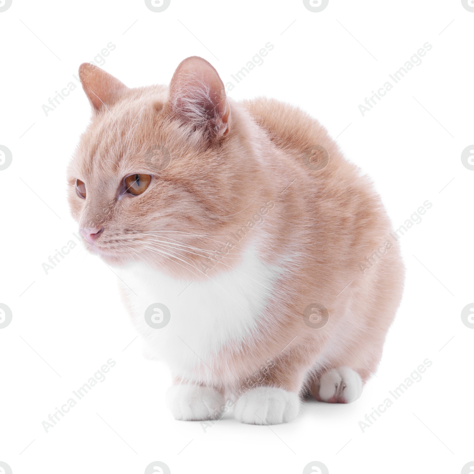 Adorable ginger cat on white background. Cute animal Photo of Adorable ginger cat on white background. Cute animal