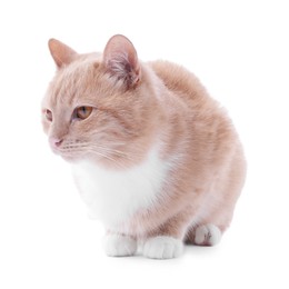 Photo of Adorable ginger cat on white background. Cute animal