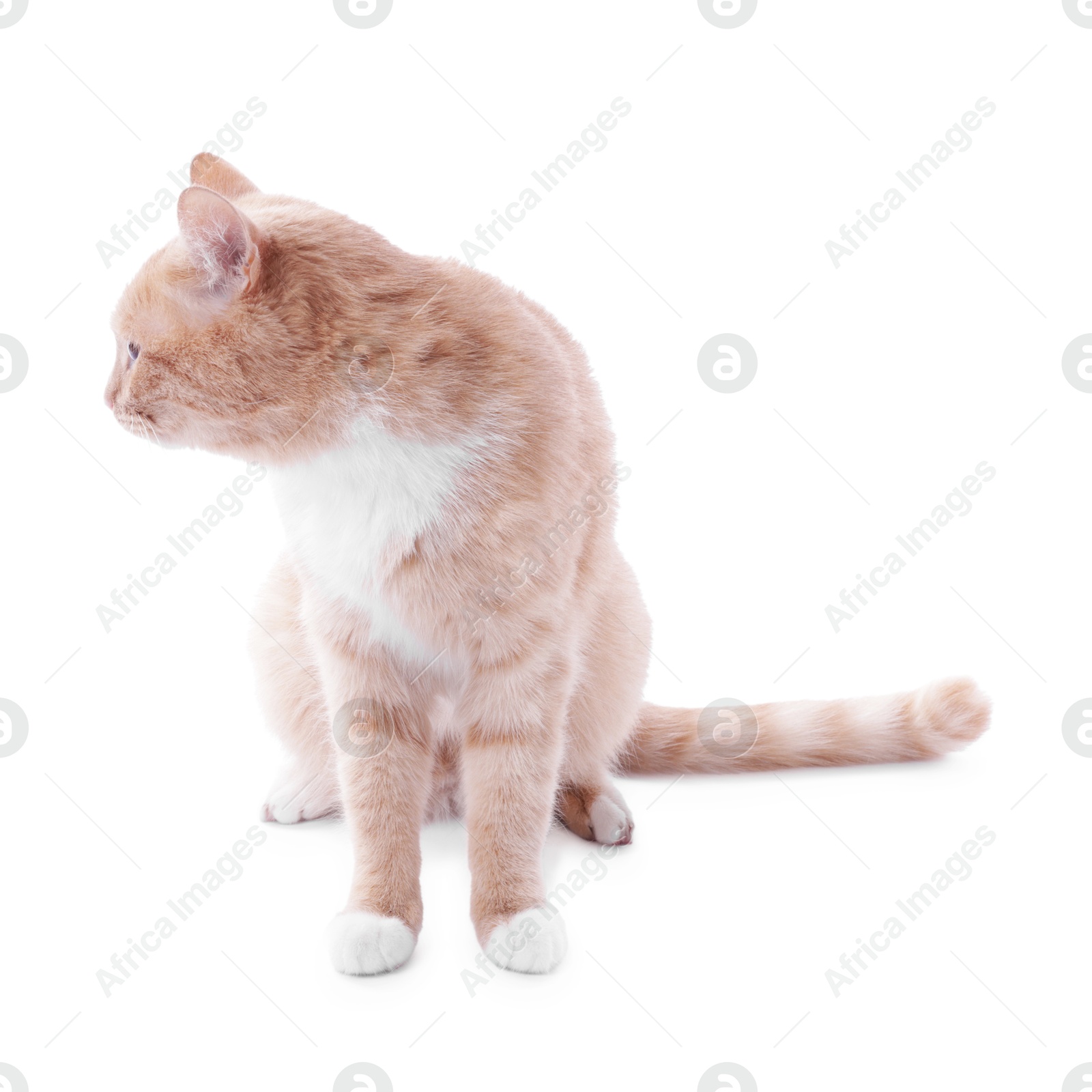 Photo of Adorable ginger cat sitting on white background