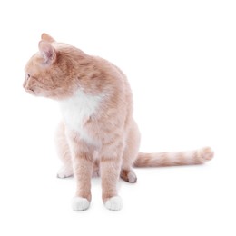 Photo of Adorable ginger cat sitting on white background