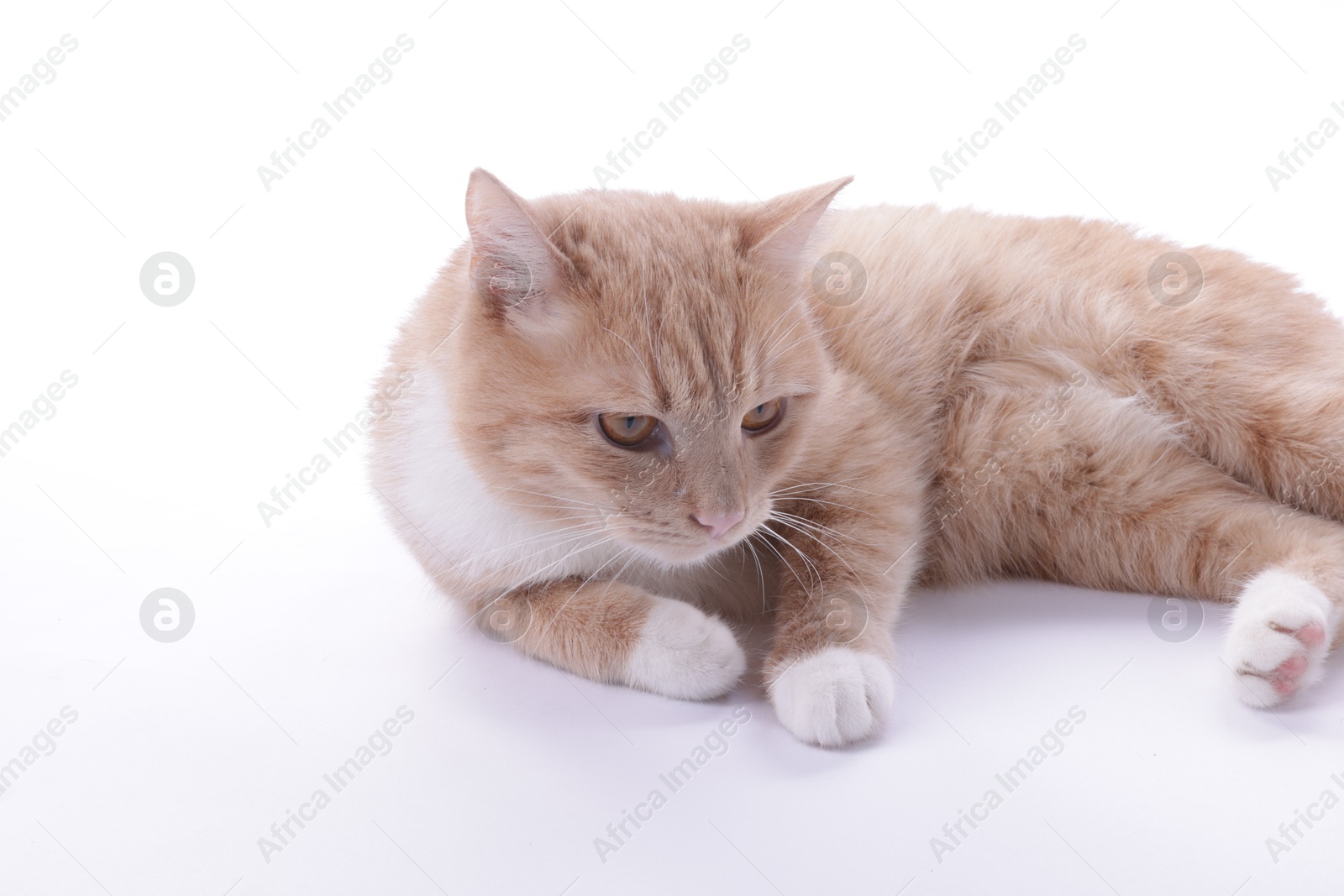 Photo of Adorable ginger cat resting on white background