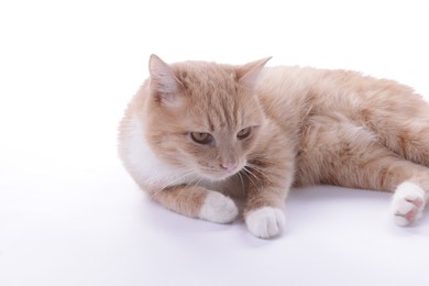 Photo of Adorable ginger cat resting on white background