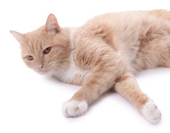 Photo of Adorable ginger cat resting on white background