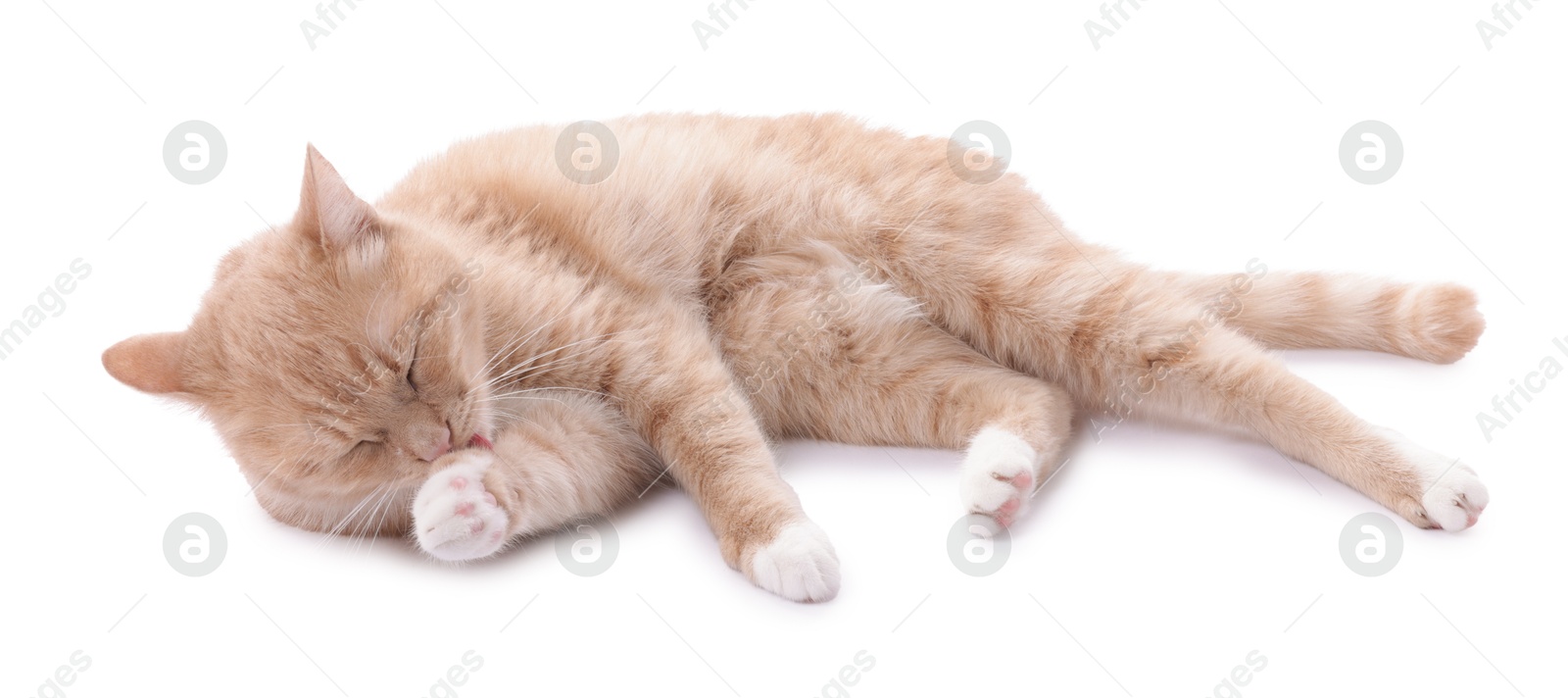 Photo of Adorable ginger cat resting on white background