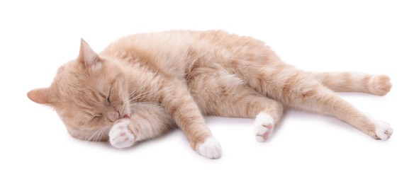 Photo of Adorable ginger cat resting on white background
