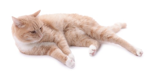 Photo of Adorable ginger cat resting on white background