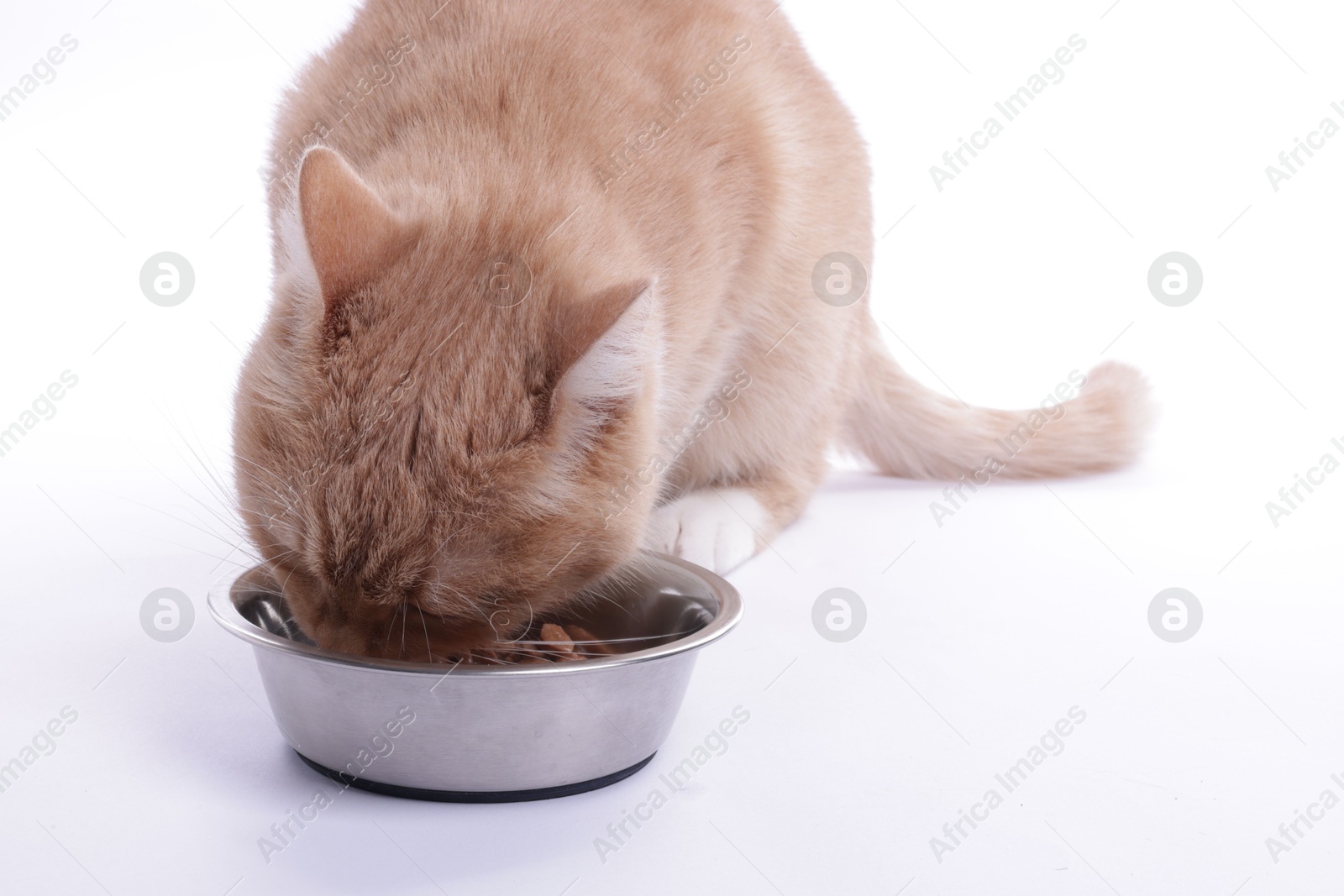 Photo of Adorable ginger cat eating pet food from bowl on light background, closeup