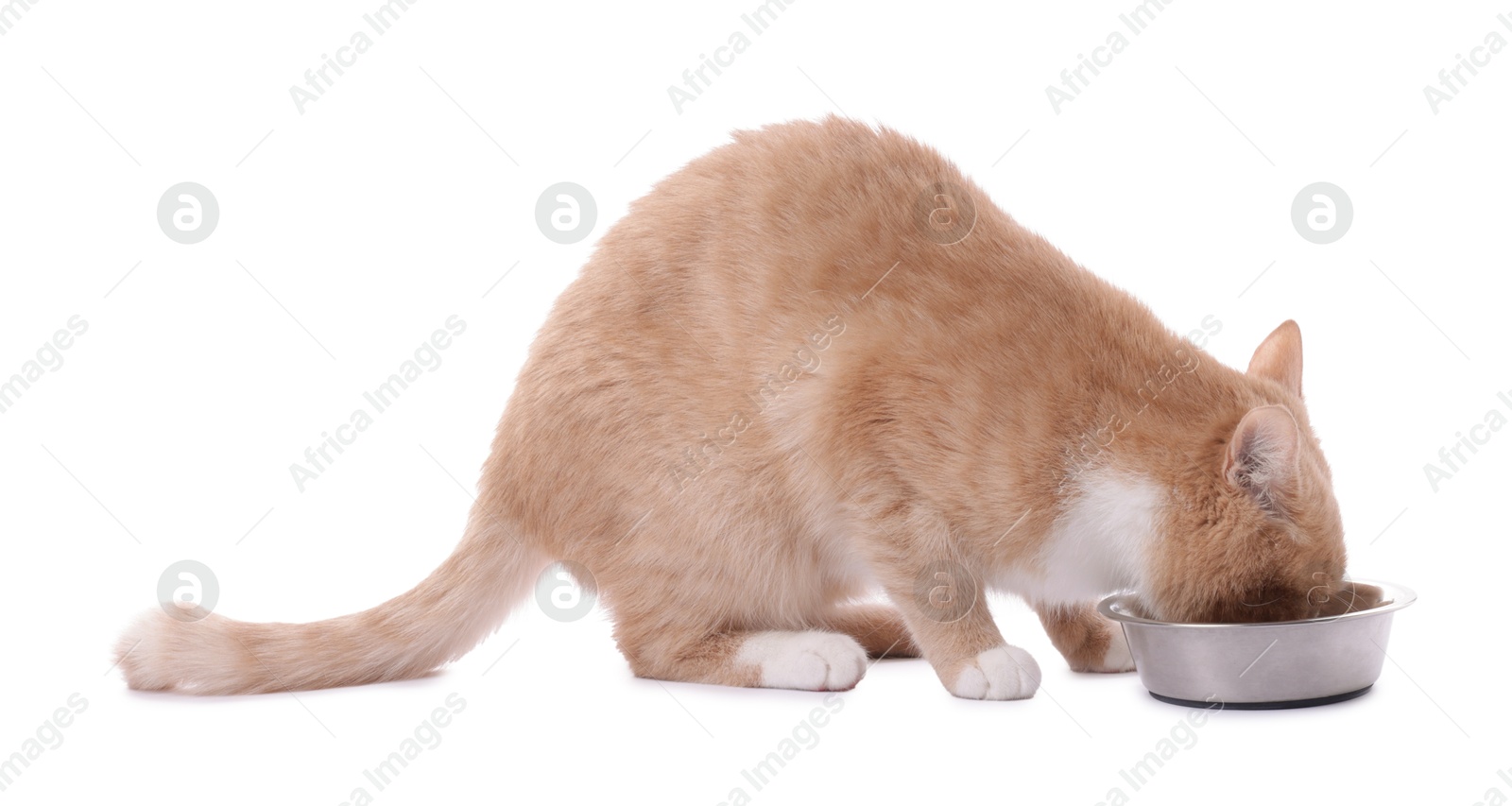 Photo of Adorable ginger cat eating from bowl on white background