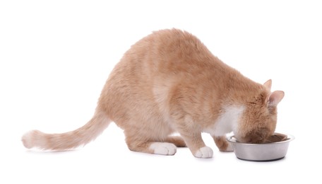 Photo of Adorable ginger cat eating pet food from bowl on white background