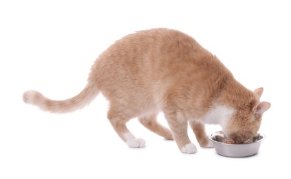 Photo of Adorable ginger cat eating pet food from bowl on white background