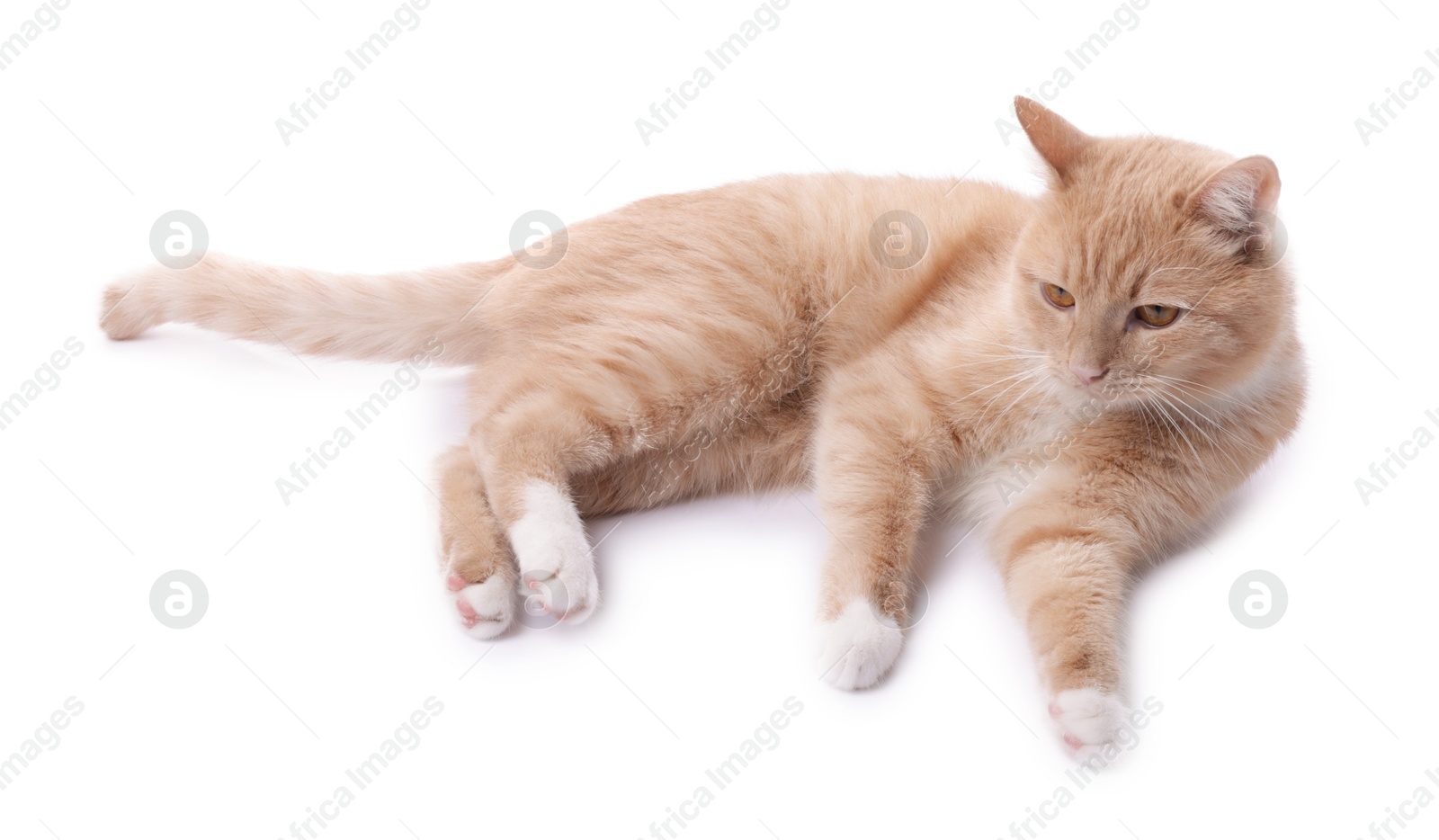 Adorable ginger cat on white background. Cute animal Photo of Adorable ginger cat on white background. Cute animal