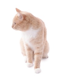Photo of Adorable ginger cat sitting on white background