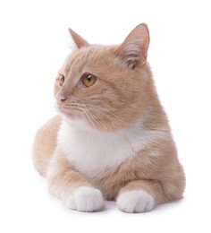 Photo of Adorable ginger cat on white background. Cute animal