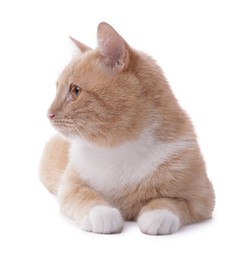 Photo of Adorable ginger cat on white background. Cute animal