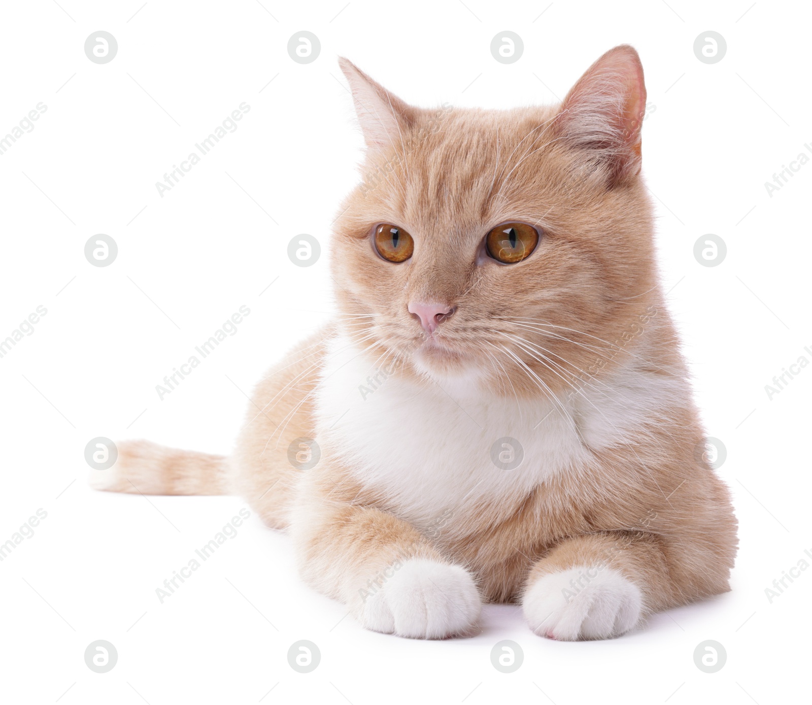 Photo of Adorable ginger cat on white background. Cute animal