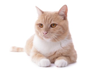 Photo of Adorable ginger cat on white background. Cute animal