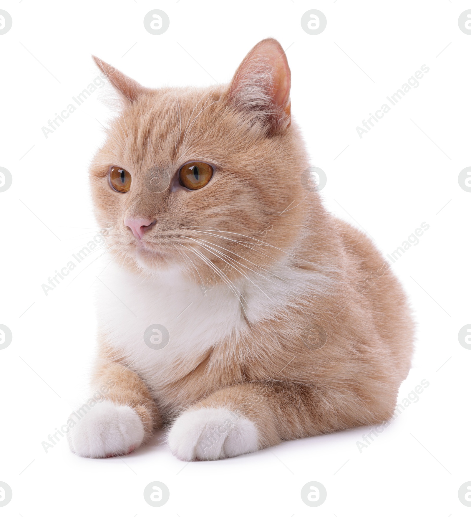 Adorable ginger cat on white background. Cute animal Photo of Adorable ginger cat on white background. Cute animal