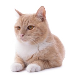 Photo of Adorable ginger cat on white background. Cute animal