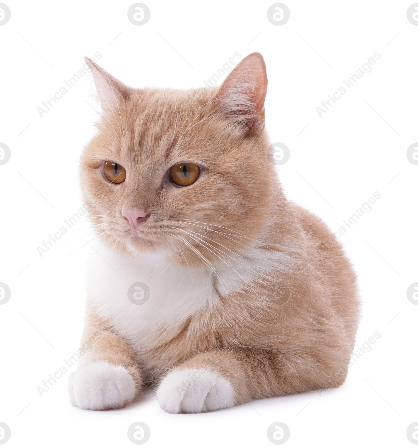 Photo of Adorable ginger cat on white background. Cute animal