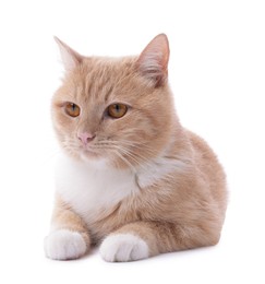 Photo of Adorable ginger cat on white background. Cute animal
