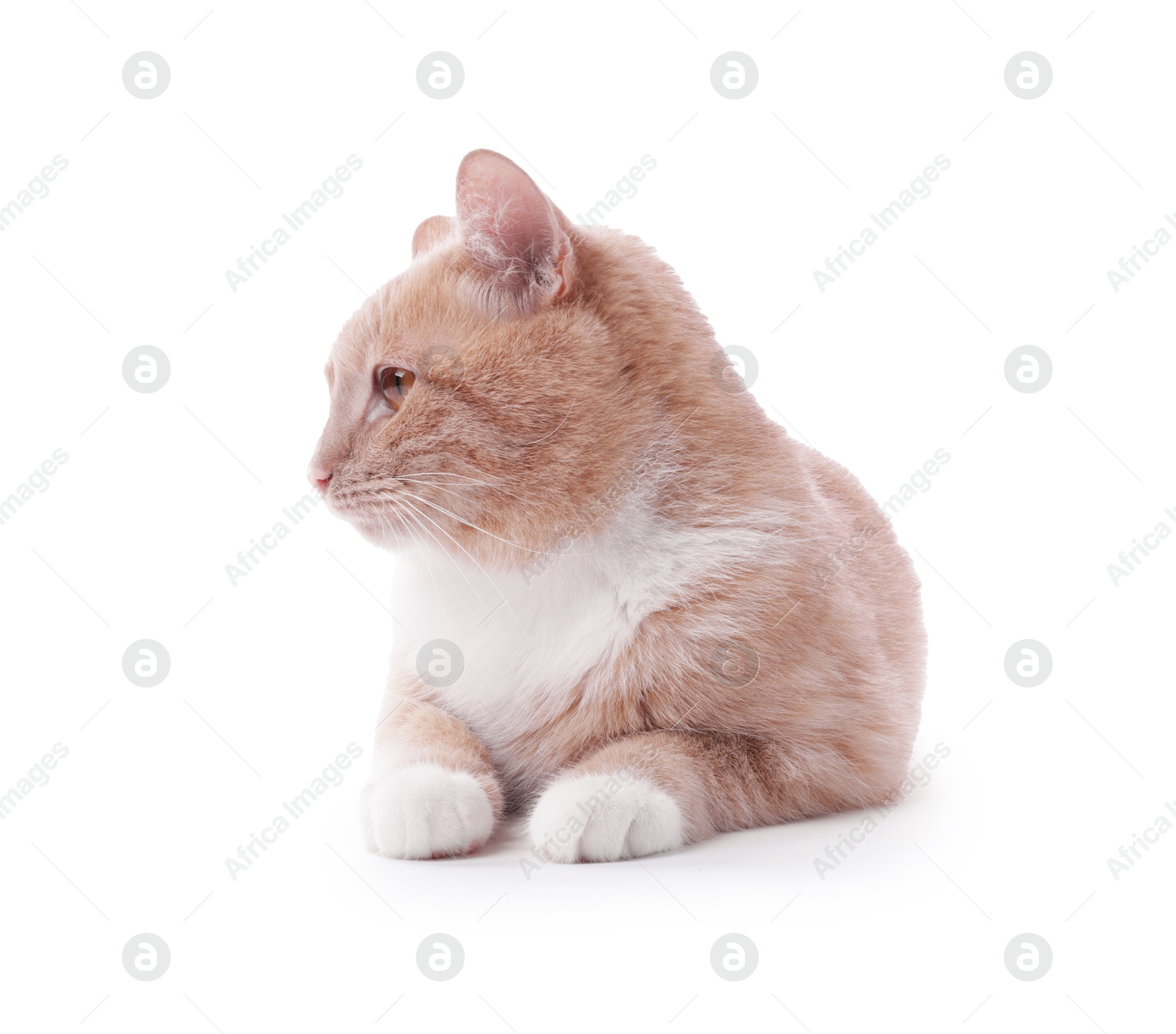 Adorable ginger cat on white background. Cute animal Photo of Adorable ginger cat on white background. Cute animal