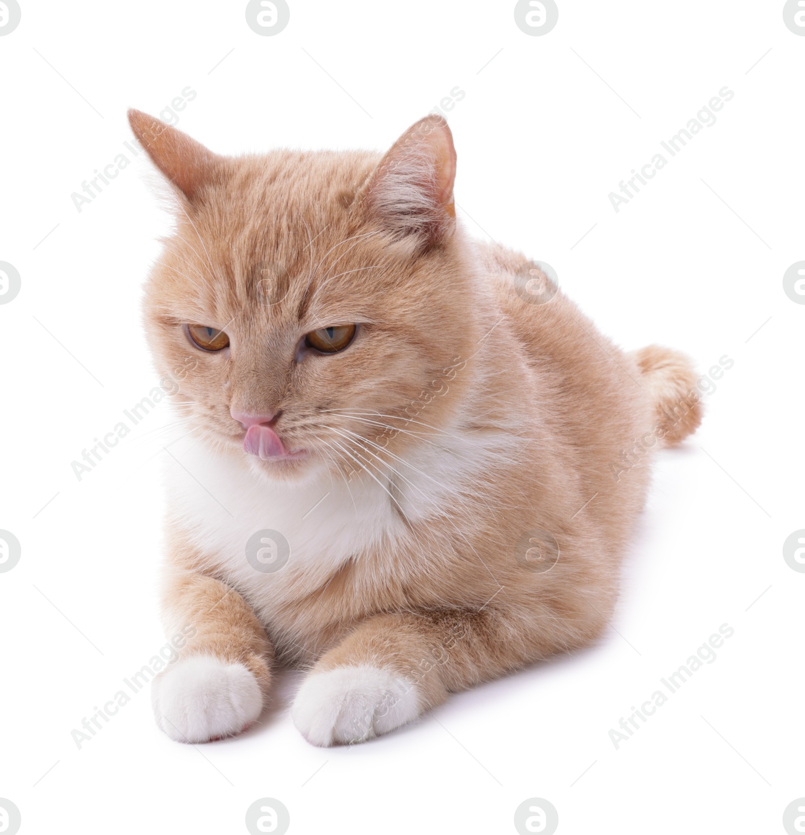 Photo of Adorable ginger cat on white background. Cute animal
