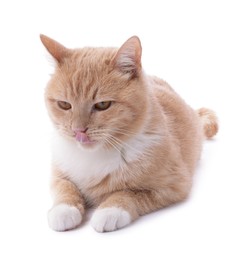 Photo of Adorable ginger cat on white background. Cute animal