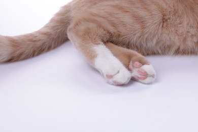 Photo of Fluffy cat on white background, closeup view