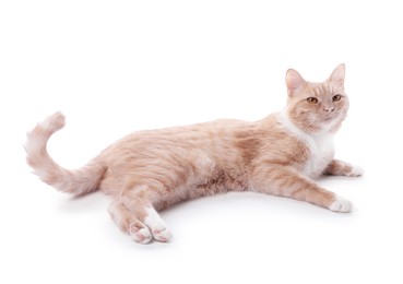 Photo of Adorable ginger cat on white background. Cute animal