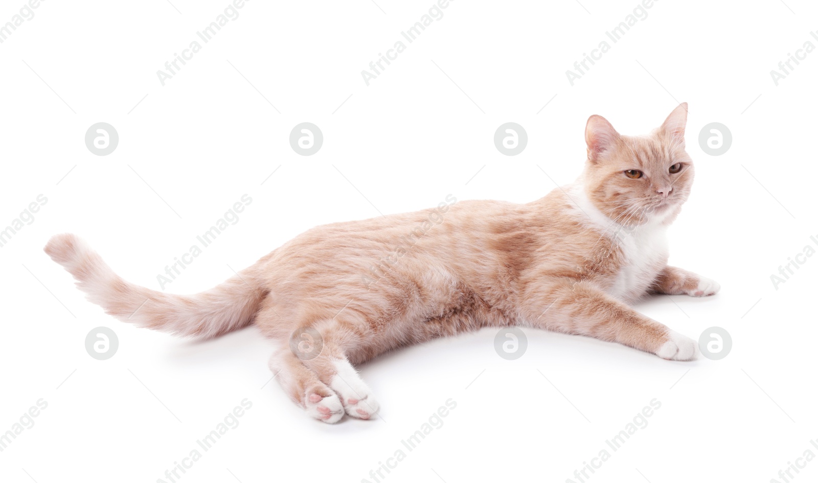 Adorable ginger cat on white background. Cute animal Photo of Adorable ginger cat on white background. Cute animal